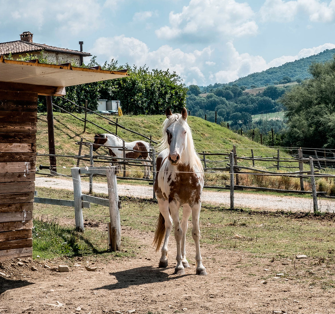 Il ranch Il ranch