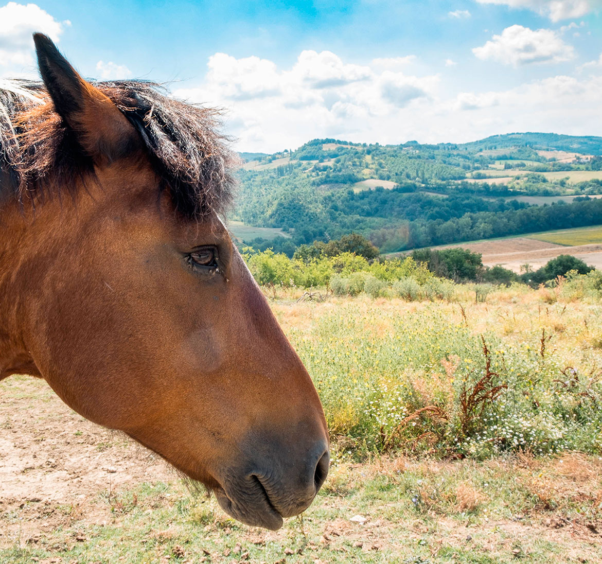 Il ranch Il ranch