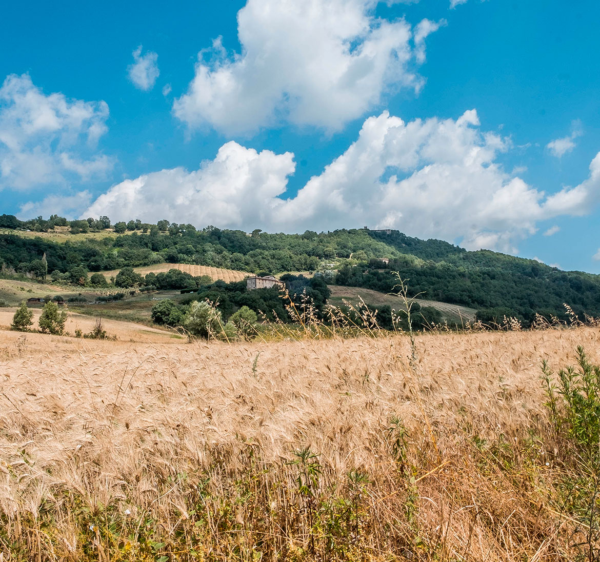 The landscape The landscape