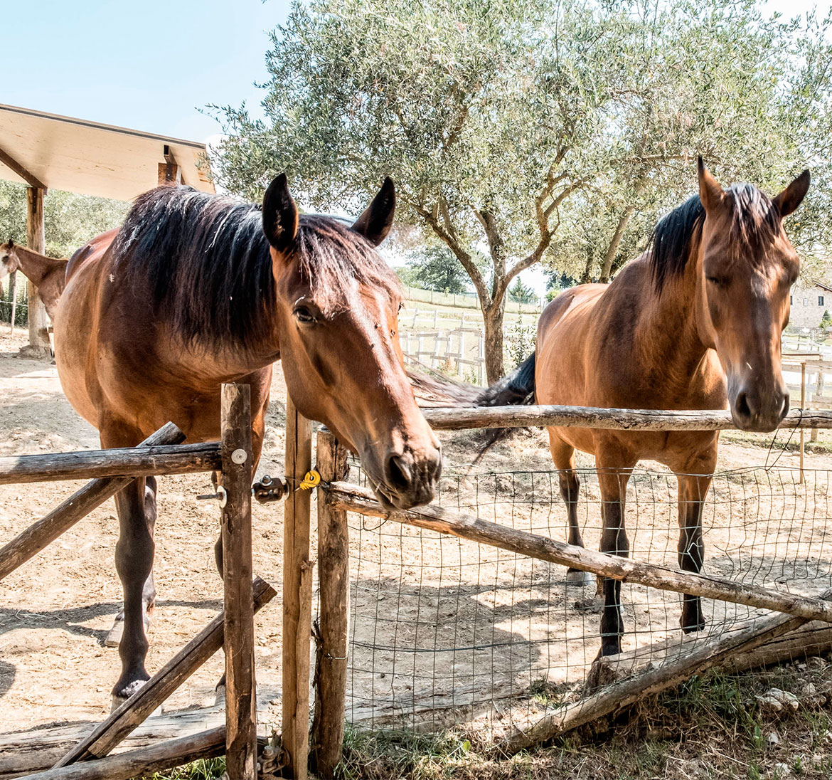 Il ranch Il ranch