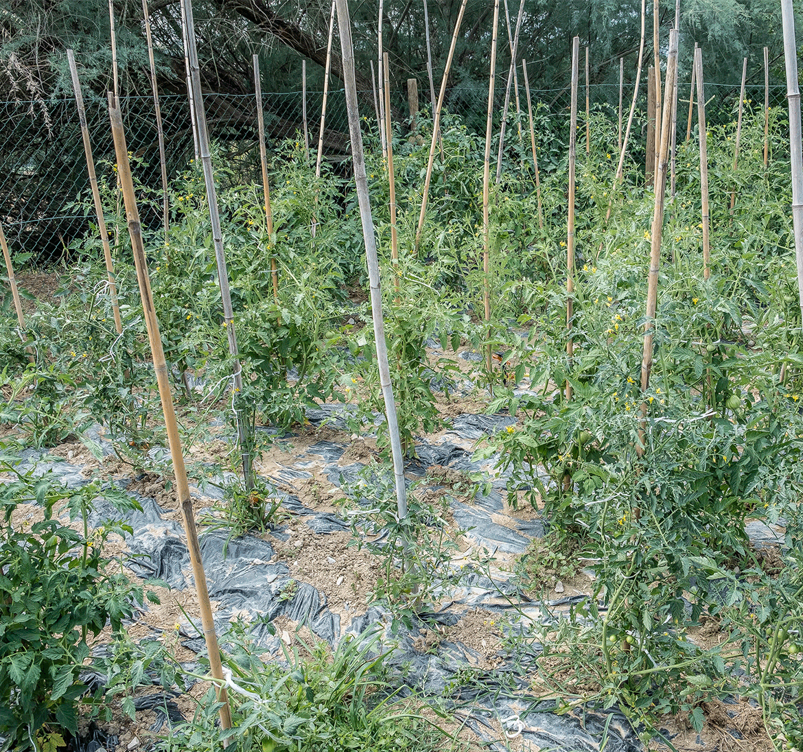 The vegetable garden The vegetable garden