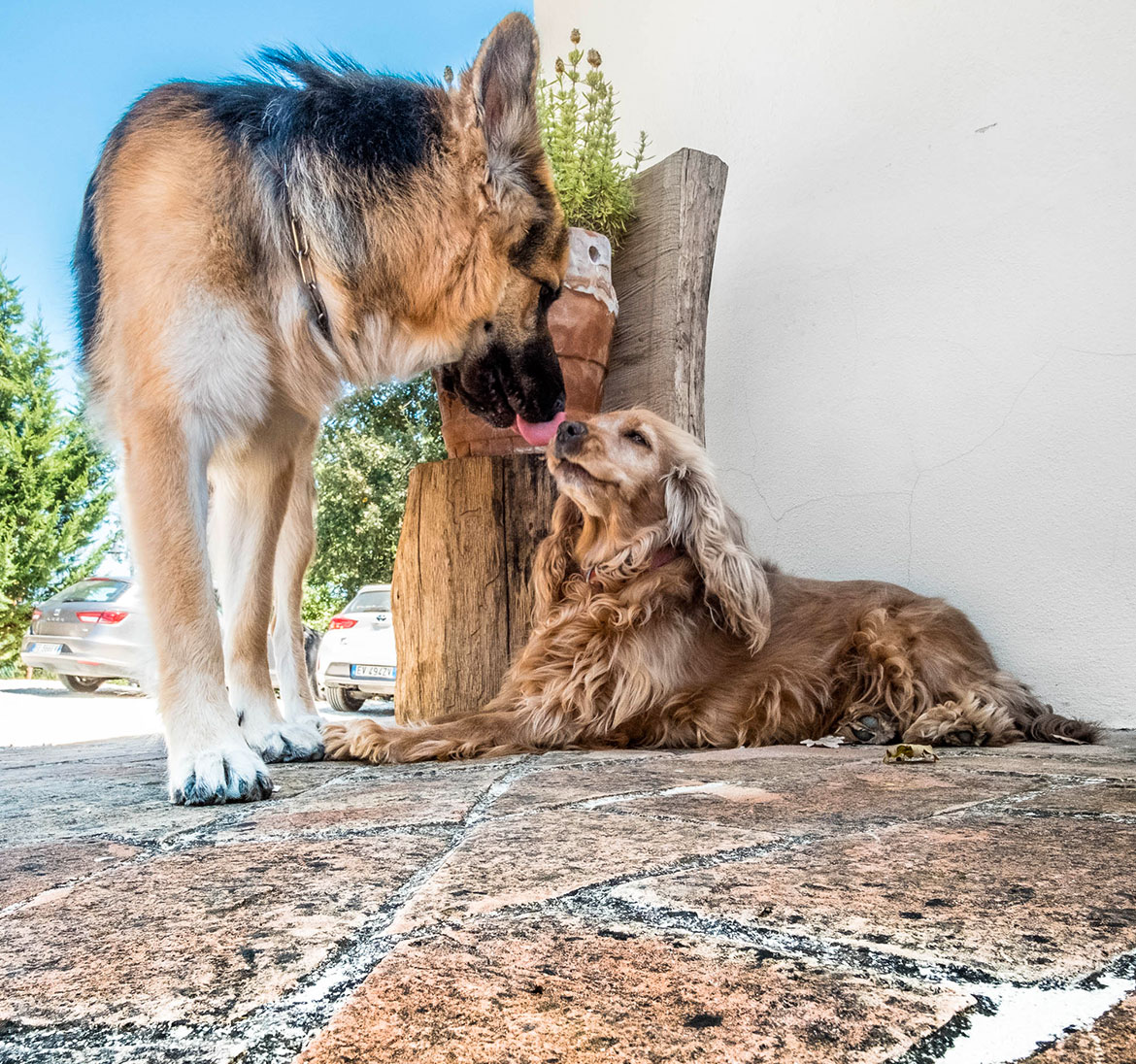 Gli animali Gli animali